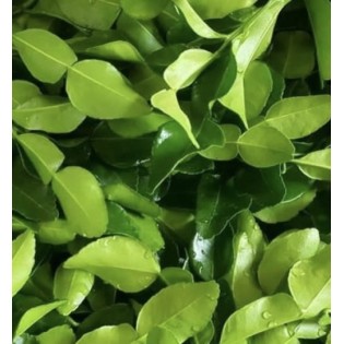 Hojas de lima Kaffir un ingrediente esencial en la cocina asiática