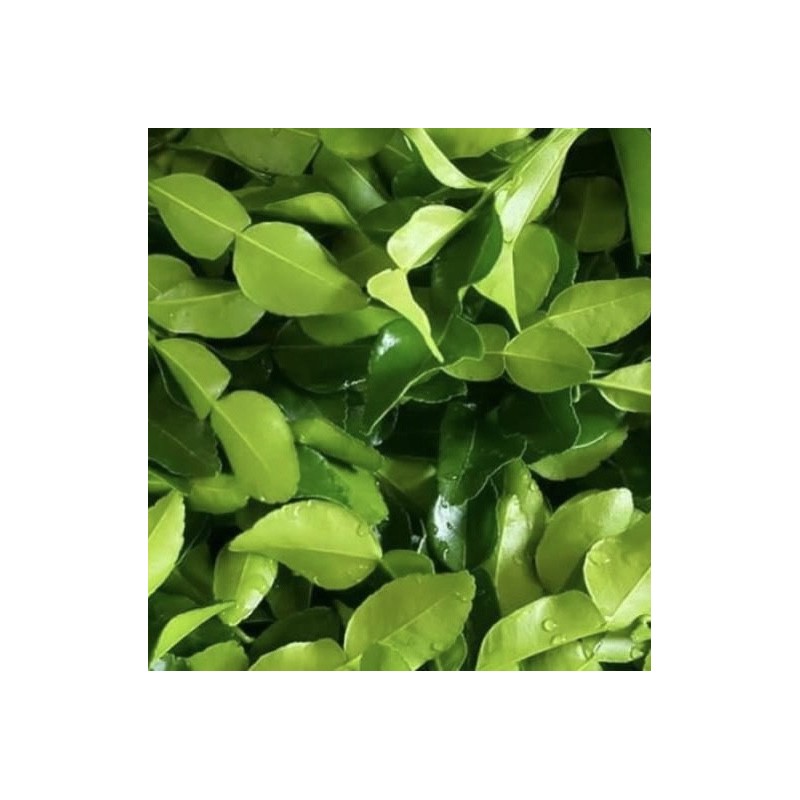 Hojas de lima Kaffir un ingrediente esencial en la cocina asiática Hojas de lima Kaffir un ingrediente esencial en la cocina asiática